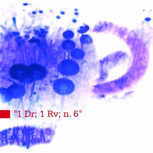 a.polo - 1 Dr; 1 Rv; volume 6 - cover